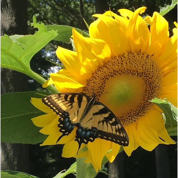 Meet the Posher - Picture 1 of 4